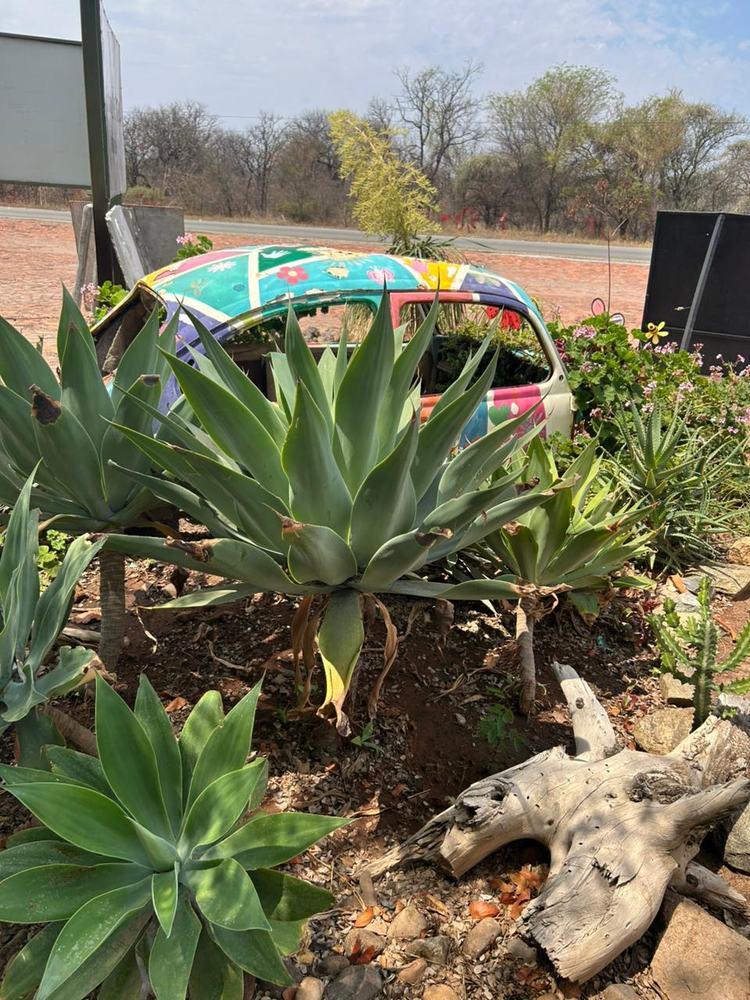 Colorful garden with painted car and succulents