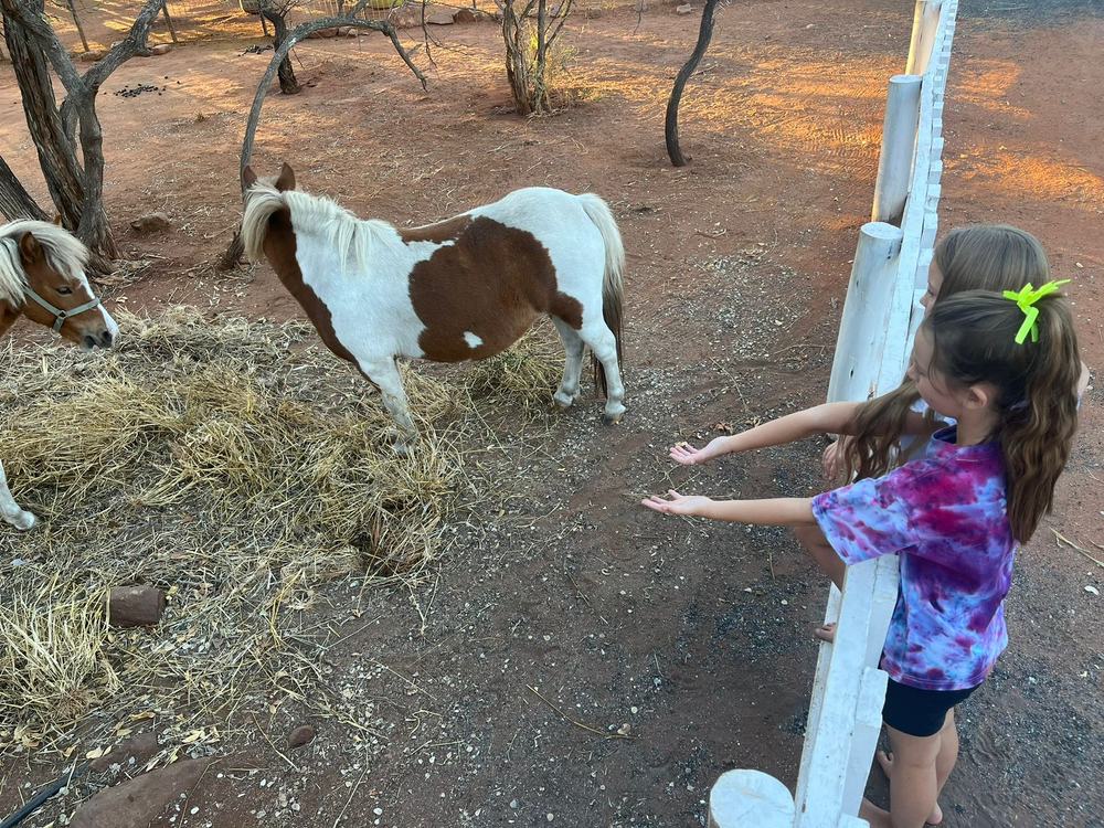 Children feeding ponies