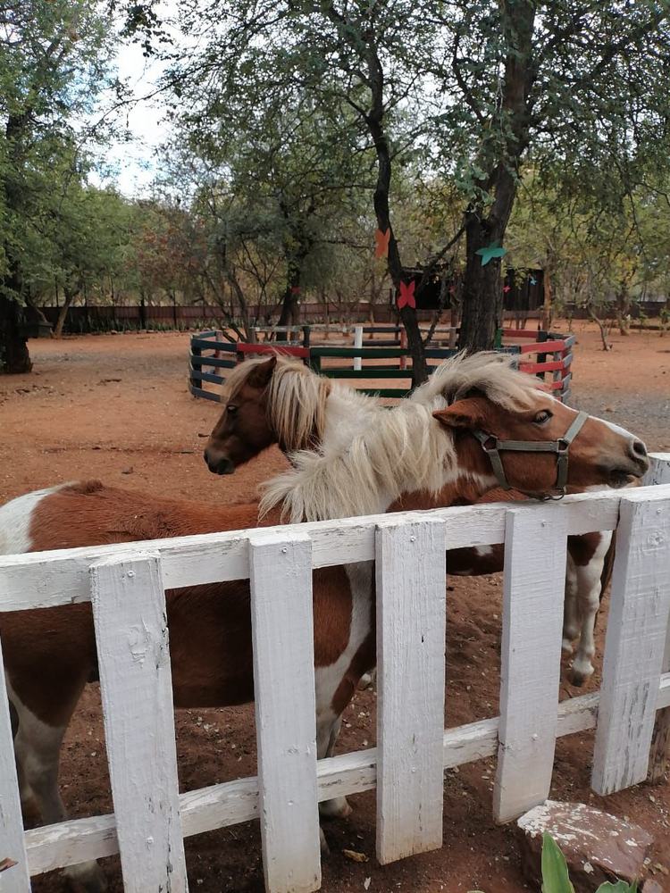 Miniature ponies at the farm